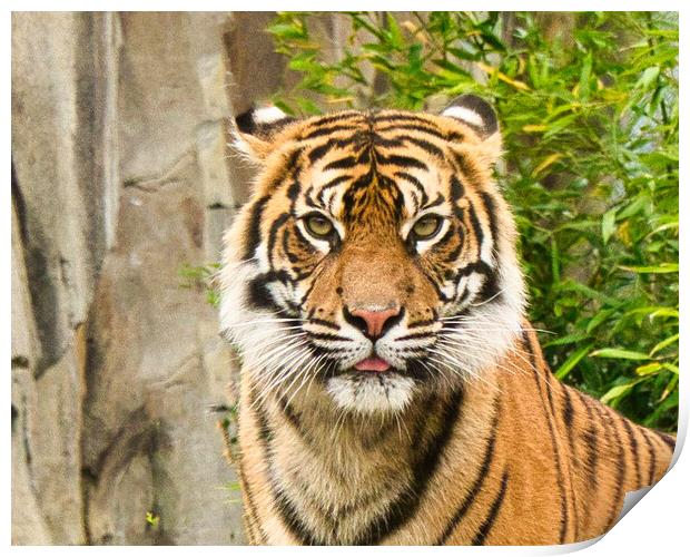 Close up of Sumatran Tiger Print by chris hyde