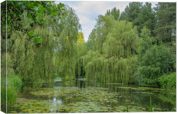 Weeping Willow Lake Tranquility Canvas Print by Rob Lucas