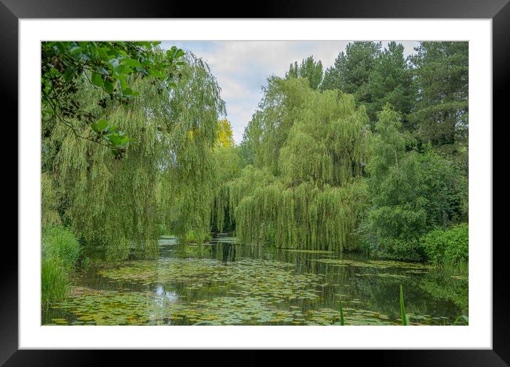 Weeping Willow Lake Tranquility Framed Mounted Print by Rob Lucas