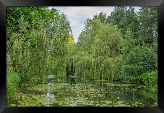 Weeping Willow Lake Tranquility Framed Print by Rob Lucas