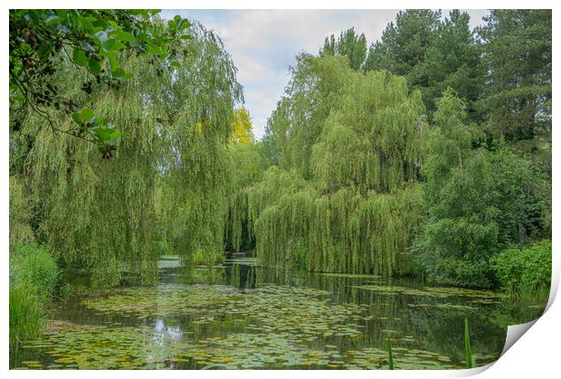 Weeping Willow Lake Tranquility Print by Rob Lucas