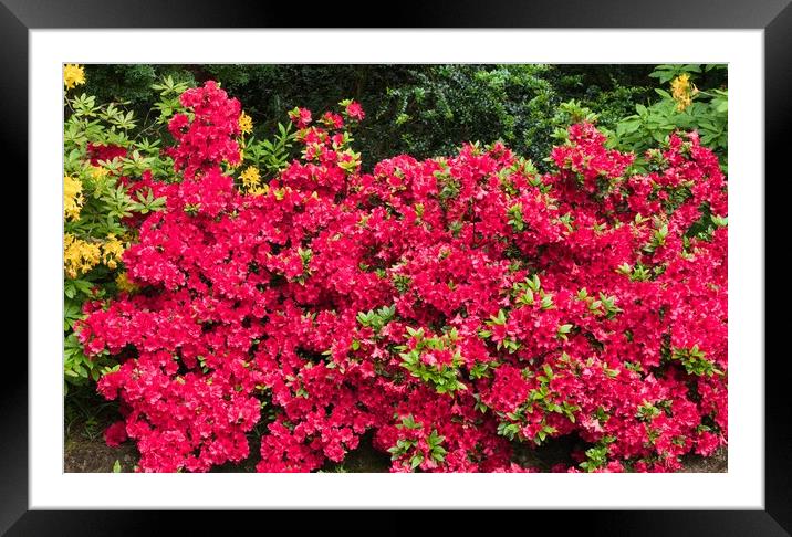 Vivid Red Flower Tree Framed Mounted Print by chris hyde