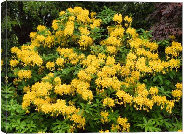 Bright Yellow Rhododendron Garden Canvas Print by chris hyde