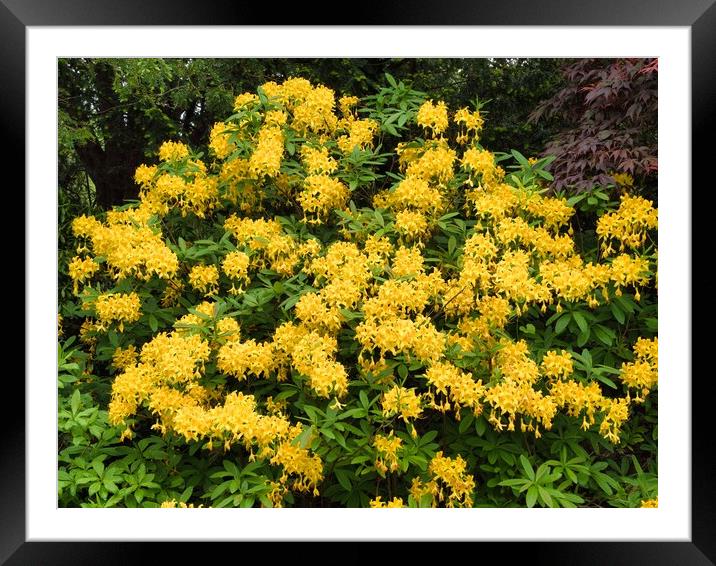 Bright Yellow Rhododendron Garden Framed Mounted Print by chris hyde