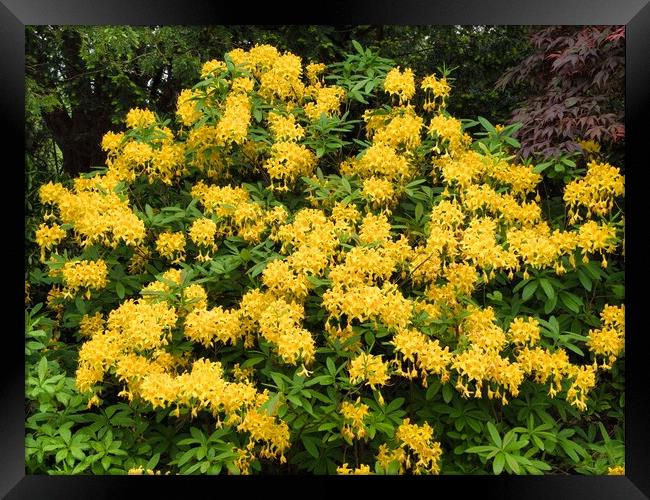 Bright Yellow Rhododendron Garden Framed Print by chris hyde