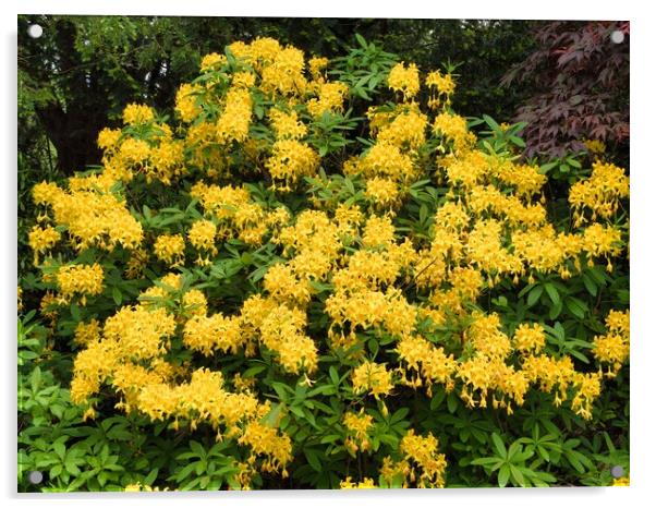 Bright Yellow Rhododendron Garden Acrylic by chris hyde