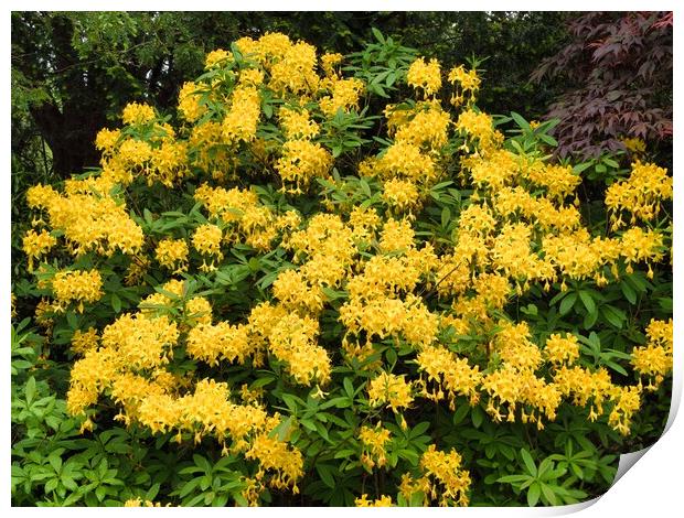 Bright Yellow Rhododendron Garden Print by chris hyde