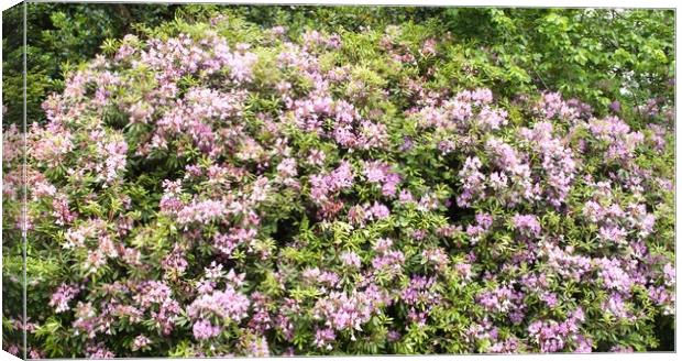 Purple Pink Rhododendron Flora Canvas Print by chris hyde