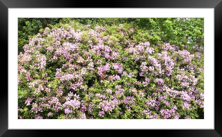 Purple Pink Rhododendron Flora Framed Mounted Print by chris hyde