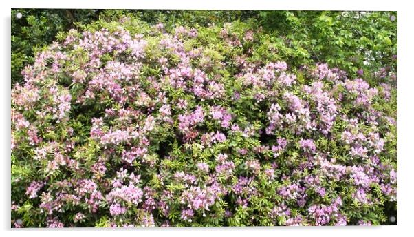 Purple Pink Rhododendron Flora Acrylic by chris hyde