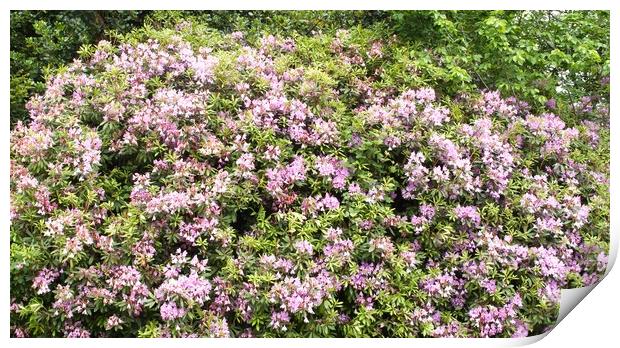 Purple Pink Rhododendron Flora Print by chris hyde