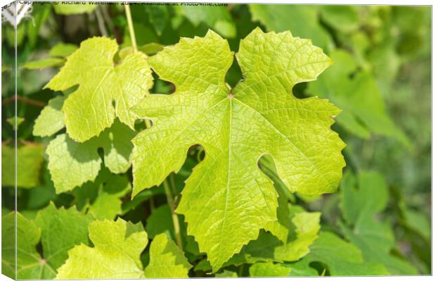 Vitis Vinifera Grape Vine Foliage Canvas Print by Richard Wareham