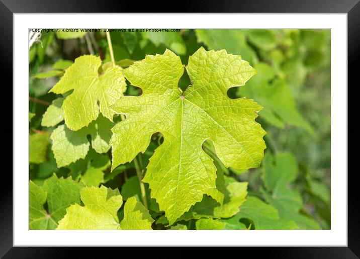 Vitis Vinifera Grape Vine Foliage Framed Mounted Print by Richard Wareham