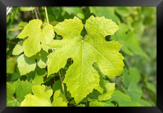Vitis Vinifera Grape Vine Foliage Framed Print by Richard Wareham