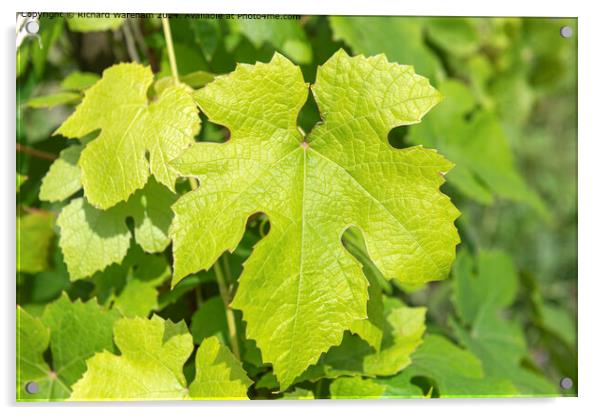 Vitis Vinifera Grape Vine Foliage Acrylic by Richard Wareham