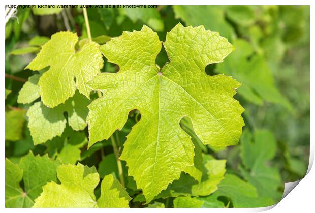 Vitis Vinifera Grape Vine Foliage Print by Richard Wareham