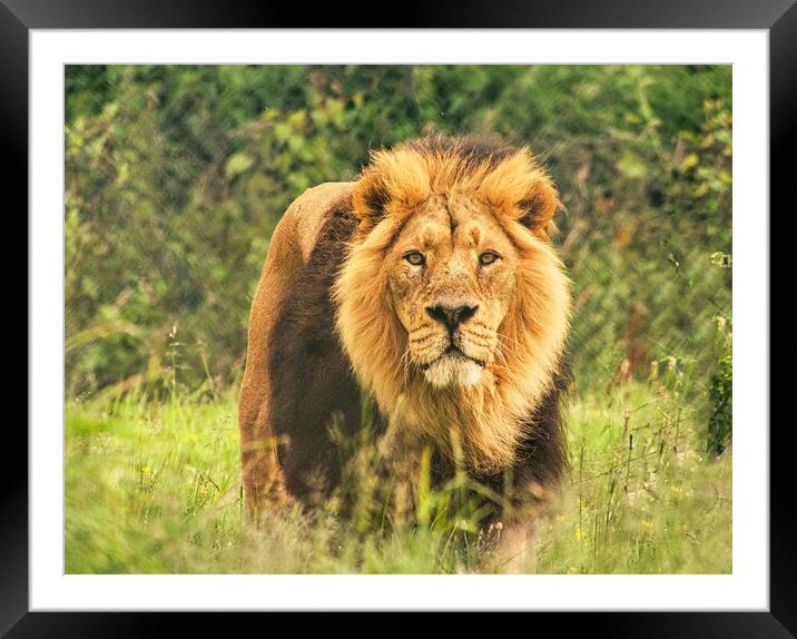 Graceful Lion in Grasslands Framed Mounted Print by chris hyde