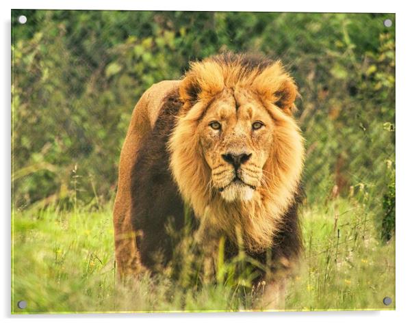 Graceful Lion in Grasslands Acrylic by chris hyde