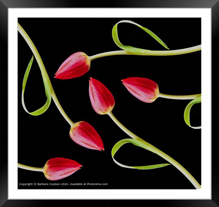 Vibrant Pink Tulips in Abstract Pattern Framed Mounted Print by Barbara Coulson
