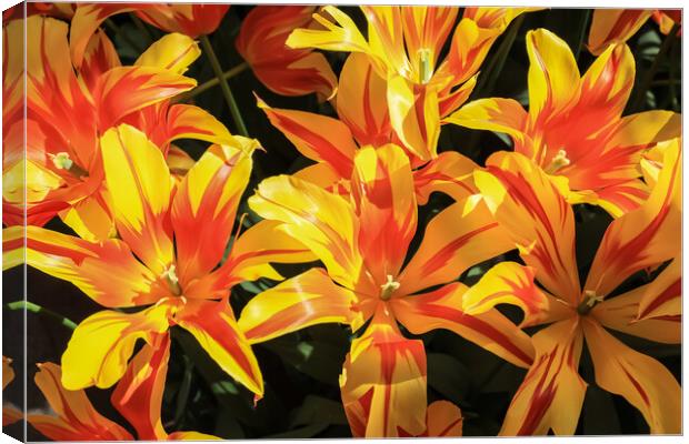 Vibrant Dutch Yellow Tulips: Close-up Floral Beauty Canvas Print by Olga Peddi