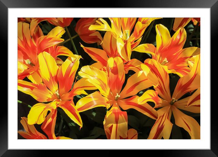 Vibrant Dutch Yellow Tulips: Close-up Floral Beauty Framed Mounted Print by Olga Peddi