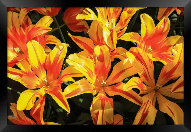 Vibrant Dutch Yellow Tulips: Close-up Floral Beauty Framed Print by Olga Peddi