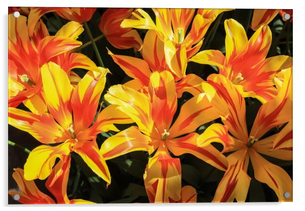Vibrant Dutch Yellow Tulips: Close-up Floral Beauty Acrylic by Olga Peddi