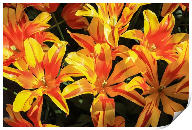 Vibrant Dutch Yellow Tulips: Close-up Floral Beauty Print by Olga Peddi