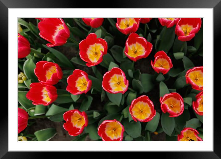 Dutch Red Tulips, Close-up Framed Mounted Print by Olga Peddi