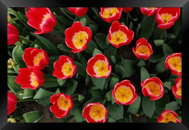 Dutch Red Tulips, Close-up Framed Print by Olga Peddi