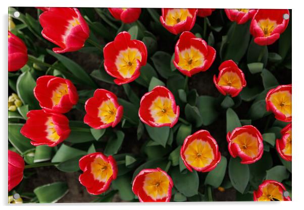 Dutch Red Tulips, Close-up Acrylic by Olga Peddi