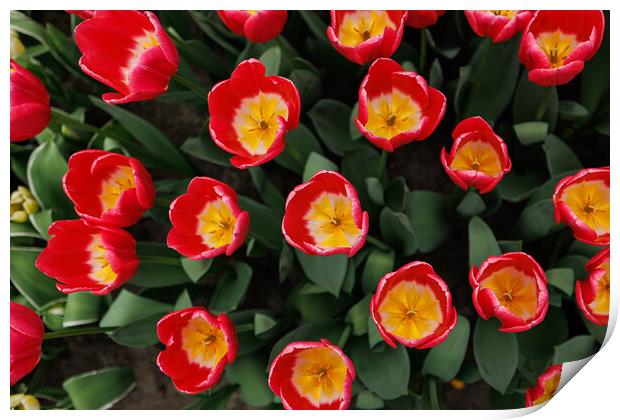 Dutch Red Tulips, Close-up Print by Olga Peddi
