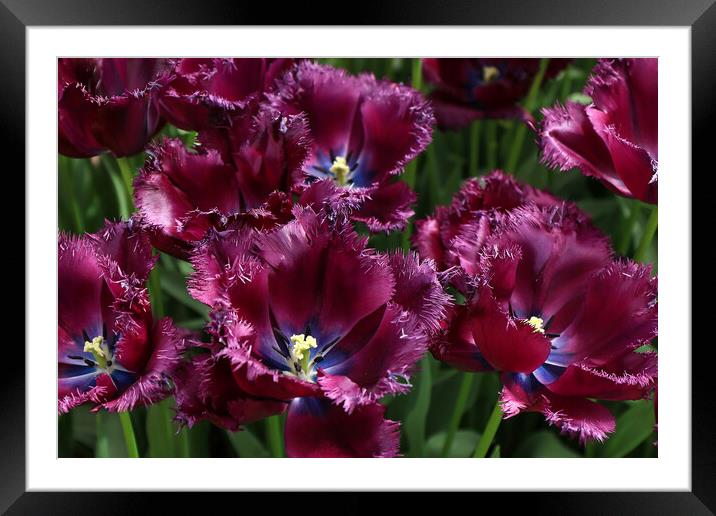 Vibrant Dutch Tulips: Close-up Floral Beauty Framed Mounted Print by Olga Peddi