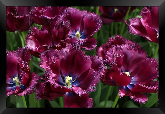Vibrant Dutch Tulips: Close-up Floral Beauty Framed Print by Olga Peddi