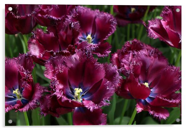 Vibrant Dutch Tulips: Close-up Floral Beauty Acrylic by Olga Peddi
