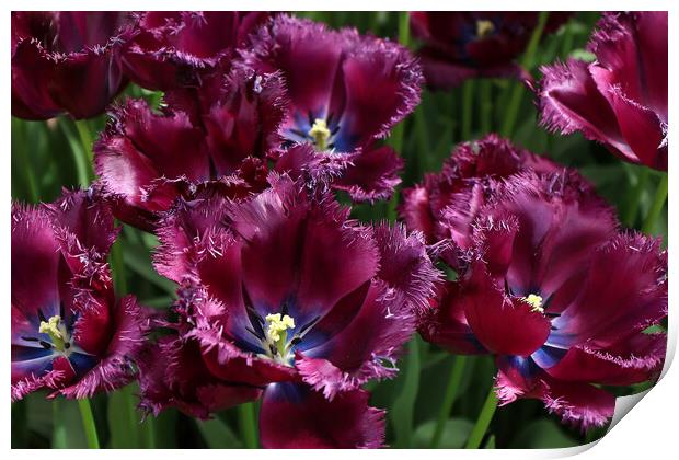 Vibrant Dutch Tulips: Close-up Floral Beauty Print by Olga Peddi
