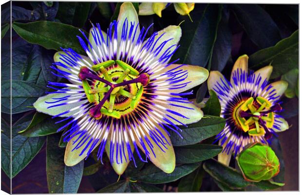 Blue Passion Flower Photography Canvas Print by Andy Evans Photos