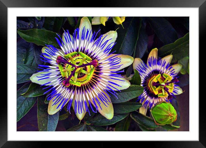 Blue Passion Flower Photography Framed Mounted Print by Andy Evans Photos