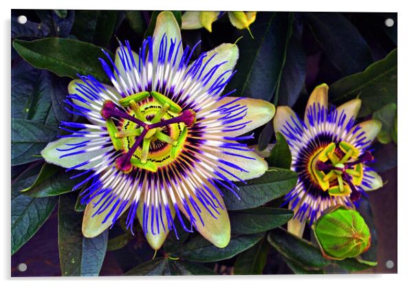 Blue Passion Flower Photography Acrylic by Andy Evans Photos