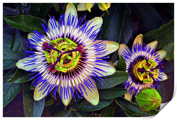 Blue Passion Flower Photography Print by Andy Evans Photos