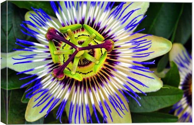 Blue Purple Passion Flower Canvas Print by Andy Evans Photos