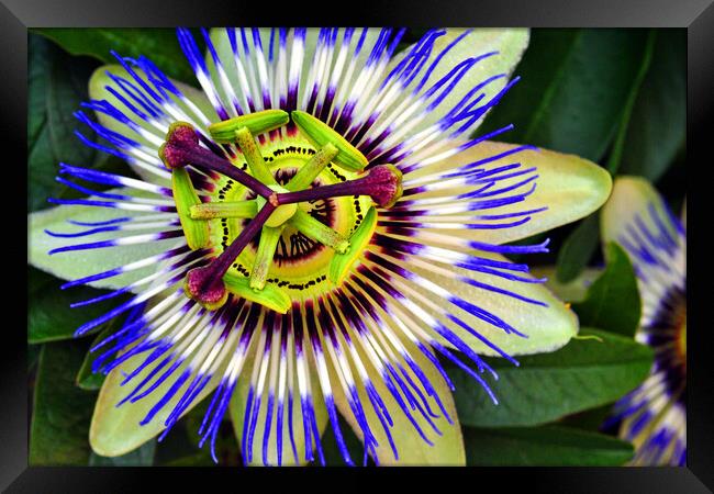Blue Purple Passion Flower Framed Print by Andy Evans Photos