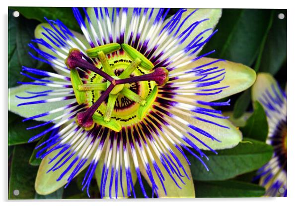Blue Purple Passion Flower Acrylic by Andy Evans Photos