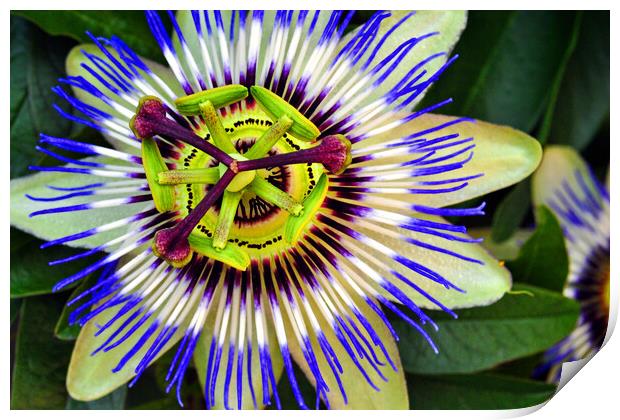 Blue Purple Passion Flower Print by Andy Evans Photos