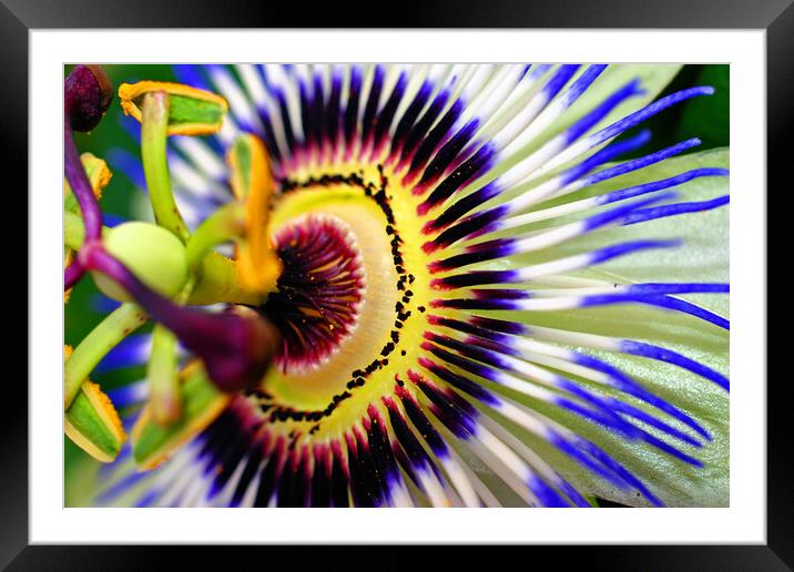 Blue Purple Passion Flower Framed Mounted Print by Andy Evans Photos
