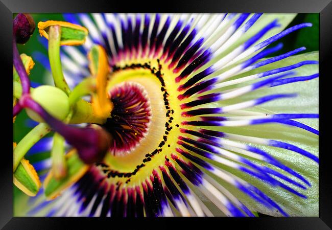 Blue Purple Passion Flower Framed Print by Andy Evans Photos