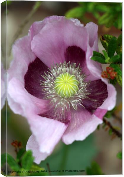Pink Poppy Flower  Canvas Print by Ray Putley