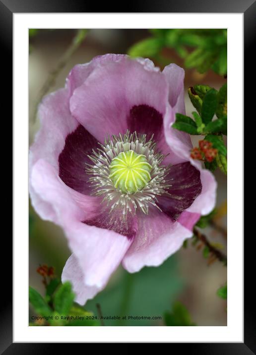 Pink Poppy Flower  Framed Mounted Print by Ray Putley