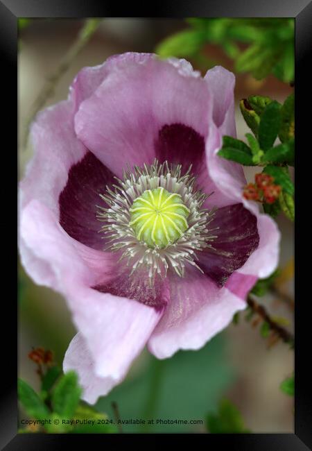 Pink Poppy Flower  Framed Print by Ray Putley