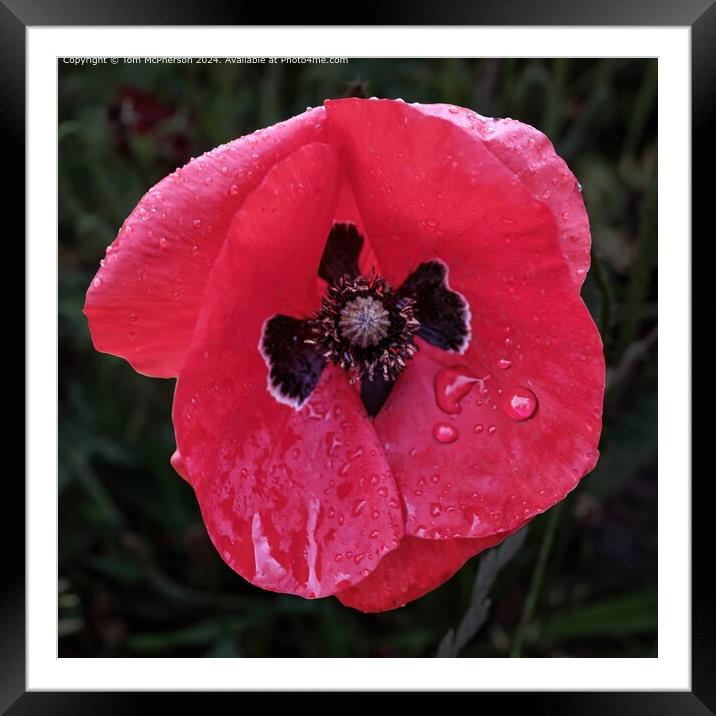 Crimson Poppy  Framed Mounted Print by Tom McPherson